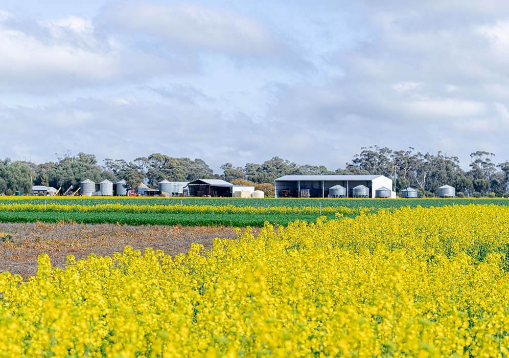 looking across to the family farm sheds through canola field